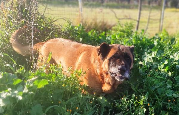 Tyson gigante dal carattere mite (nato intorno al 2014) Foto 6